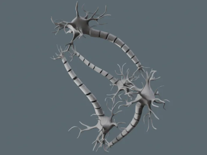 Neuron Network Anatomical Model 3D Printable Model