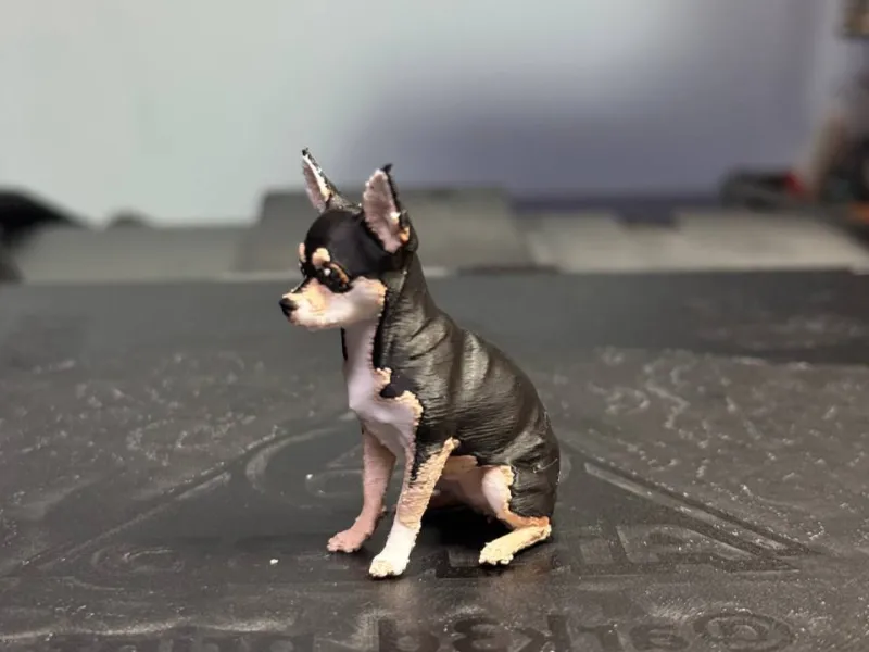 Chihuahua