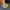 Bouton_Dino