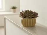 Round Planter for Succulents and Small Plants-0