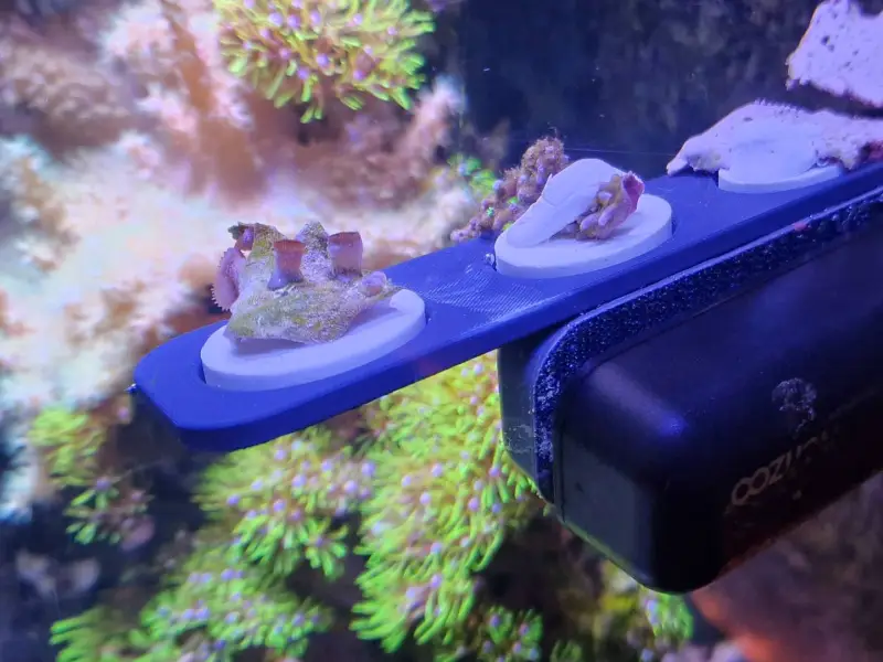 Suporte para Fragmentos de Coral (4 Espaços)