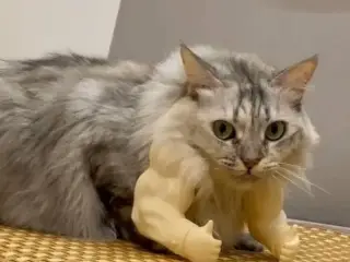 CatMuscle Arm Props