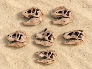Mini Dinosaur skulls | Fossil Replica | Bundle