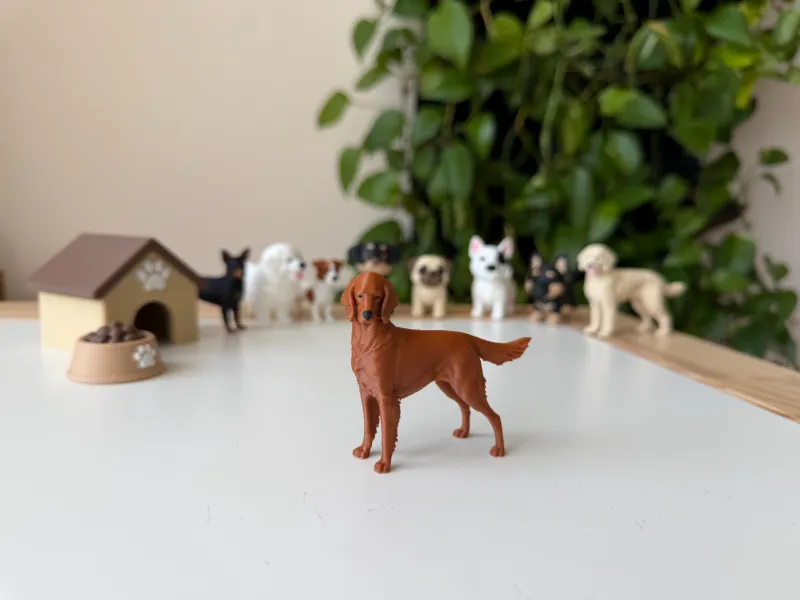爱尔兰雪达犬