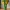 The Quirky Veg Balloon