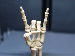 Bone to Rock