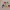 Baby Hai im Pinkfong-Stil - Wanddeko