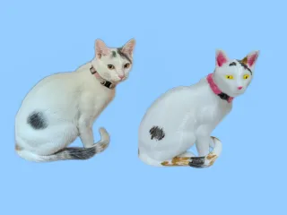 Sitting Cat