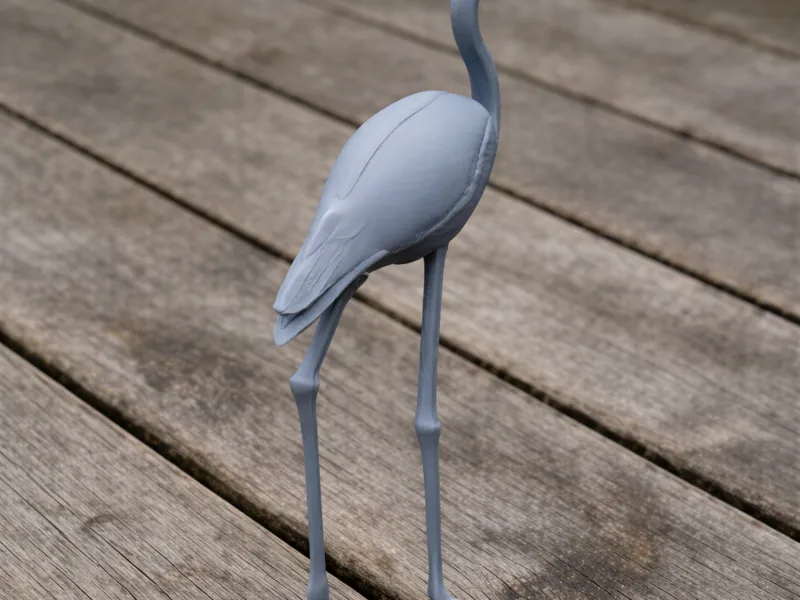 American Flamingo
