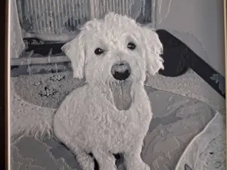 White Dog