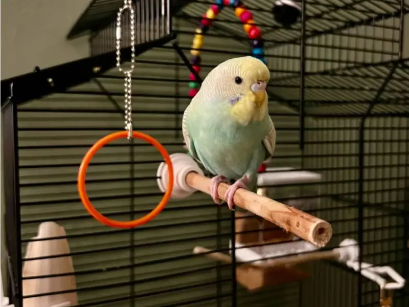Bird cage stand
