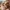 Golden Tail Shiba – Noah0x03
