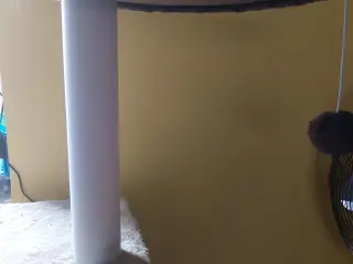 cat tree stems