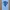 Blauw irisoog