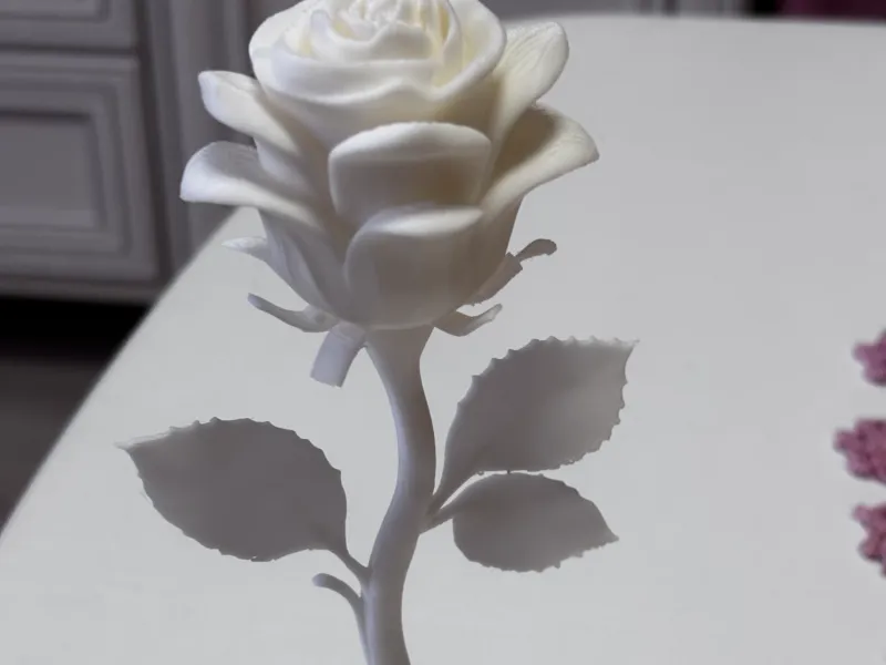 Beautiful rose