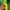 Bananafruit