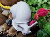 Explorer Snail-0