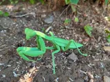 Insect Praying Mantis-0