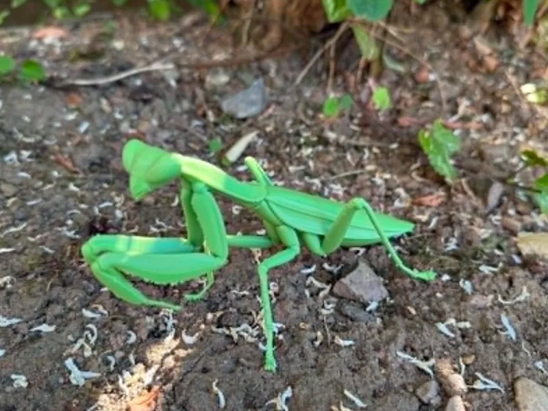 Insect Praying Mantis