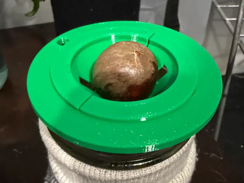 牛油果核发芽器 | 宽口梅森罐 + 种植指南