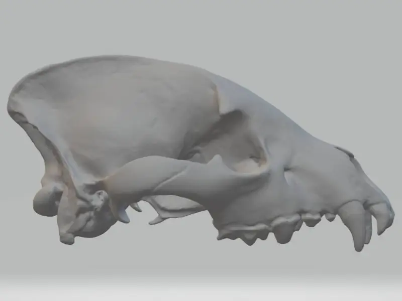 Spotted Hyena (Crocuta crocuta) Cranium
