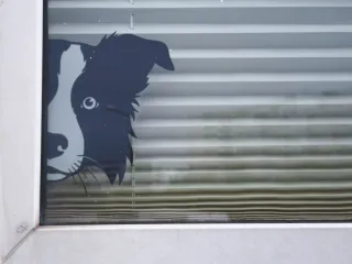 BORDER COLLIE WINDOW ART