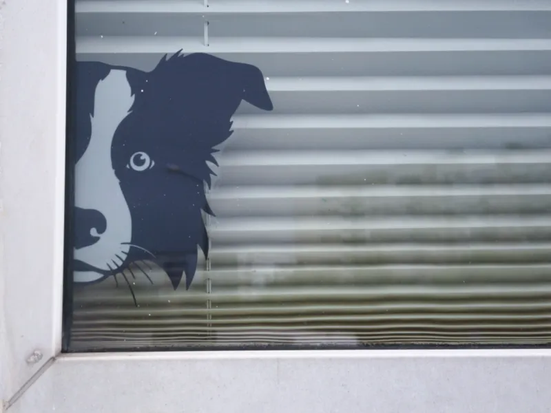 BORDER COLLIE FENSTERKUNST