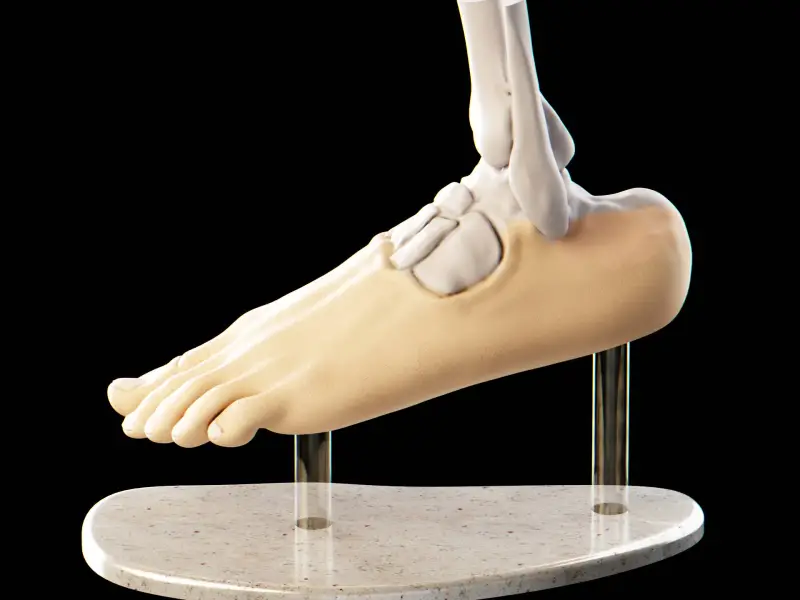 🦶解剖学的足モデル - カスタマイズ可能なベース付き 🦶