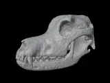 Highly Detailed Dog Skull Separated Parts 3D Printable Model-0