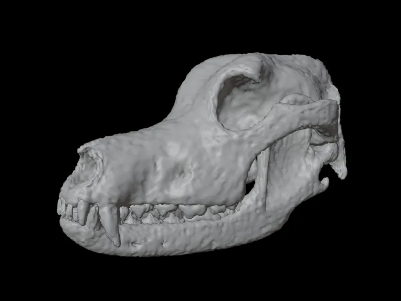 Highly Detailed Dog Skull Separated Parts 3D Printable Model