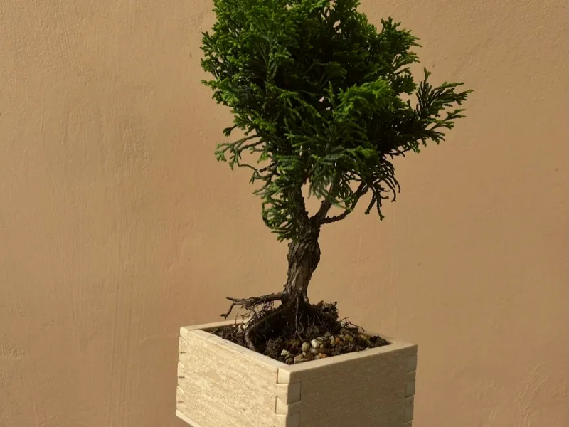 Scatola con texture in legno / Vaso da fiori - Giunzione a coda di rondine