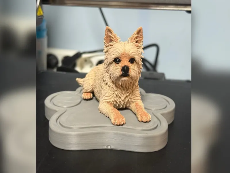 Yorkshire Terrier