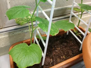 Ladder for cucumbers seedling
