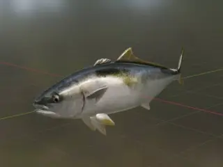 Yellowtail Fish