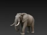 elephant-0