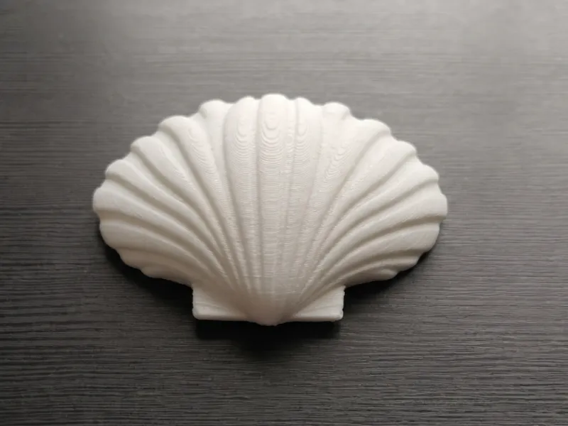 Sea Shell