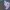 Chiffre neuf 9 licorne