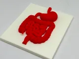 Medical Teaching and Research Model of Large Intestine and Stomach-0