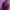 Low Poly Plum 3D Model