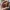 Zorro Astuto Viajero con Capa – Noah0x03