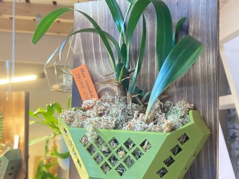 Orchid Basket for plate mounting V2<EN/JP>