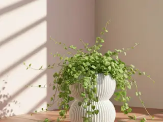 Maceta Pot Plant