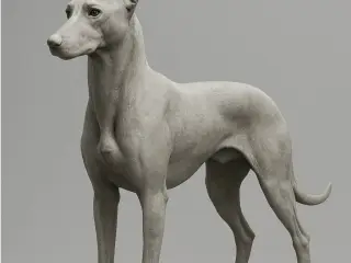 Podenco Andaluz