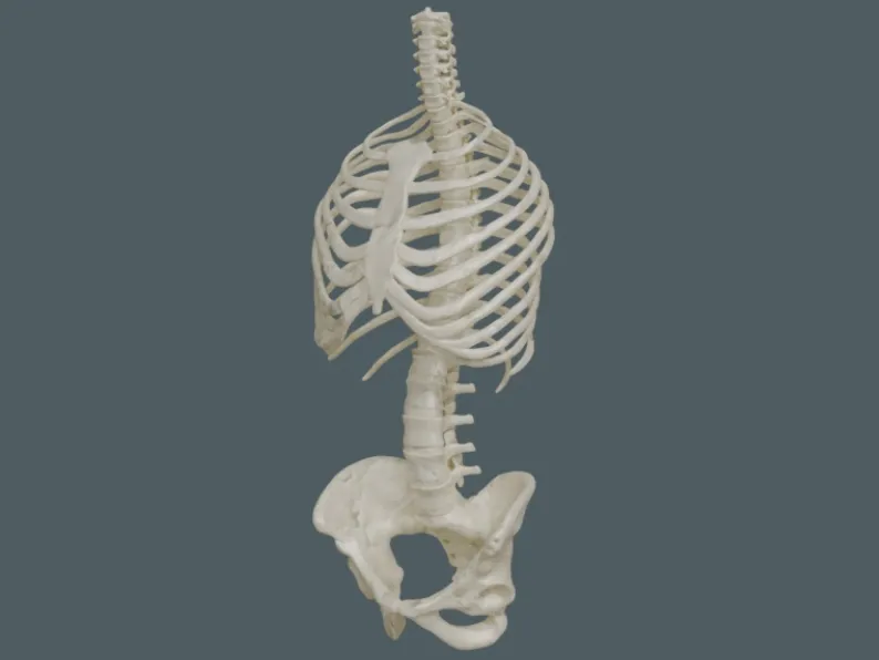 Anatomia dettagliata di gabbia toracica, colonna vertebrale e bacino umano 3DPrintable