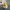 Rubber Duck Homer Simpson | CFS & No CFS