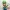 LUIGI - Multiparts 24cm - NO CFS/AMS