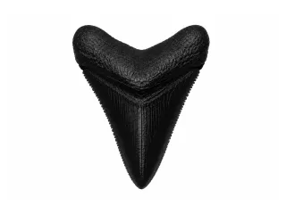 Megalodon Tooth | Fossil Replica