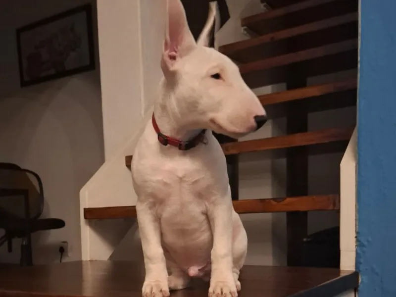 Chiot bull terrier