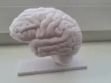 CRL_trophy_brains-0