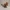 Low Poly Beaver